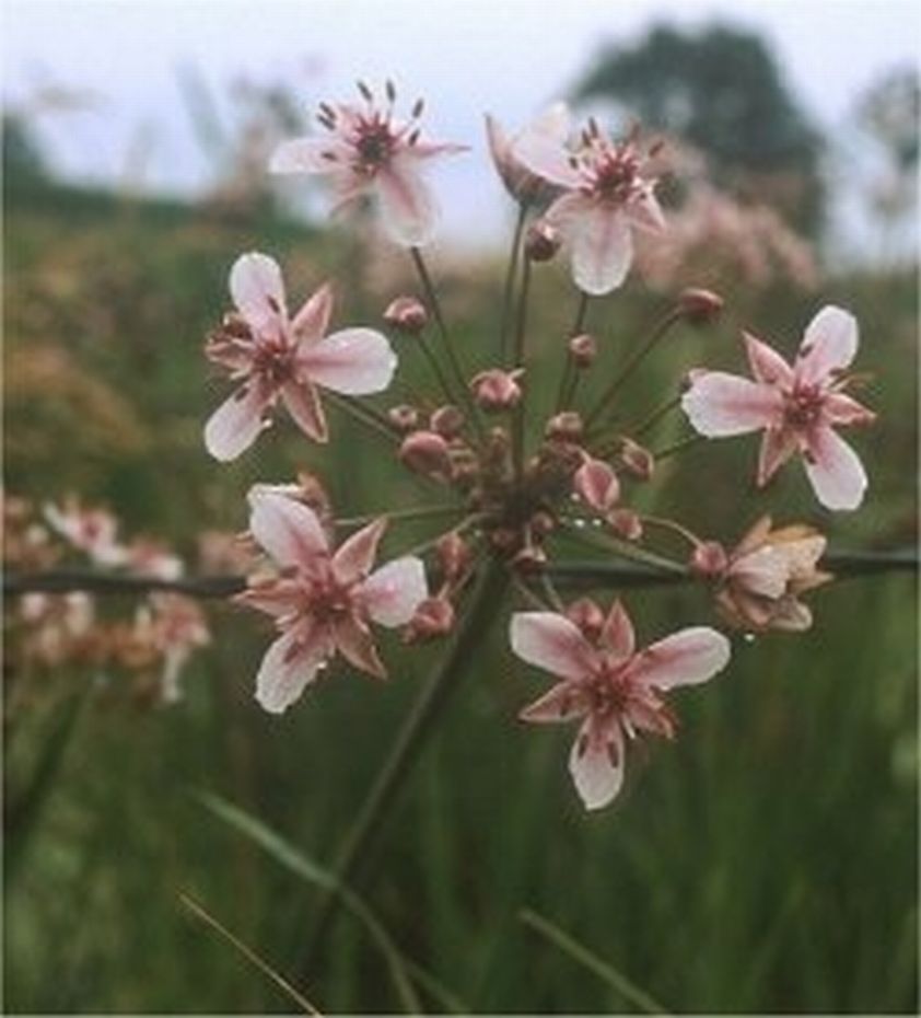 Butomus umbellatus / Giunco fiorito